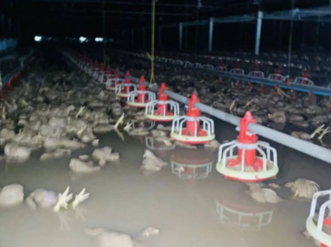 سیلاب سے پولٹری فارم میں پانی بھر گیا 50 ہزار مرغیاں ہلاک