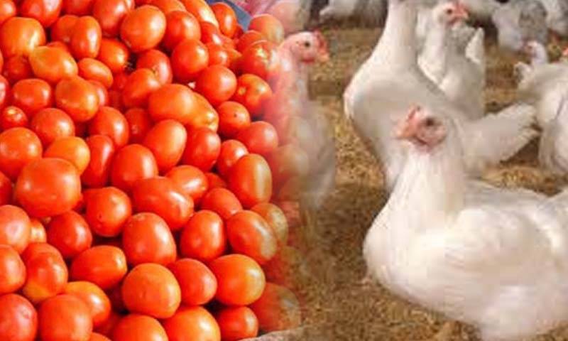 فی کلو ٹماٹر مرغی کے گوشت سے بھی مہنگا ہو گیا