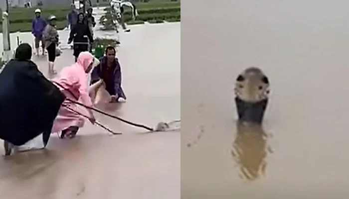 چین میں ہولناک سیلاب سانپوں کا فارم پانی میں ڈوب گیا سینکڑوں زہریلے سانپ فرار